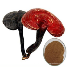 Forme de poudre Ganoderma lucidum reishi extrait de champignon